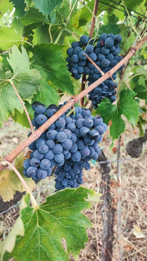 Montalcino & Brunello - Imagem 5