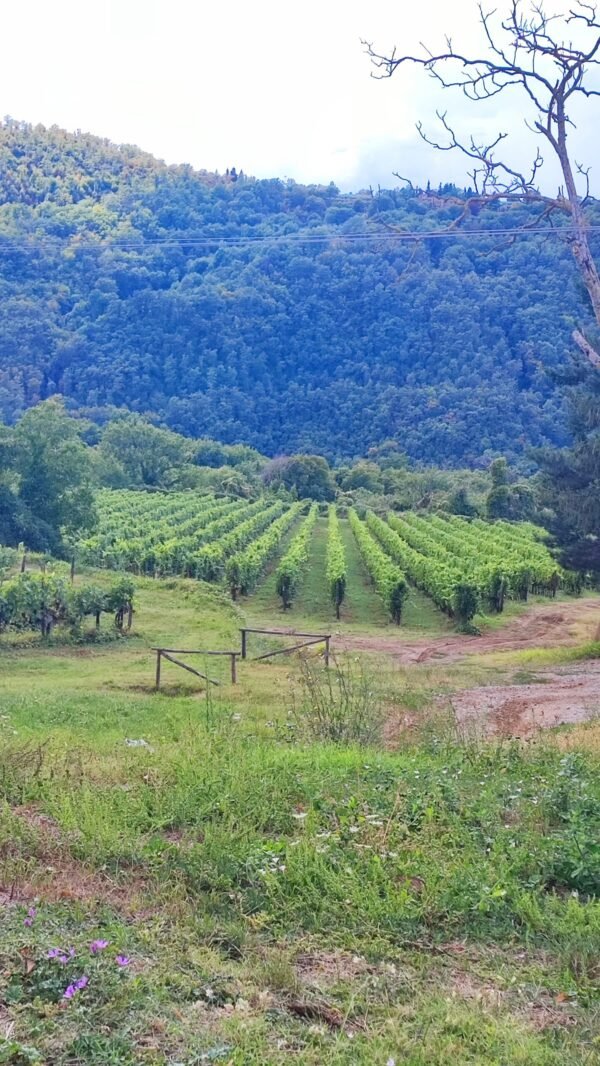 Wine Tour Chianti - Imagem 3