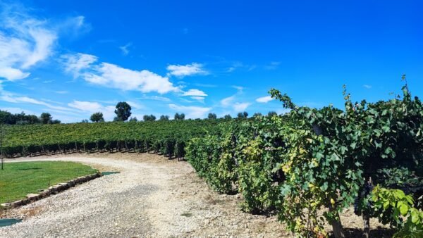 Wine Tour Chianti - Imagem 4